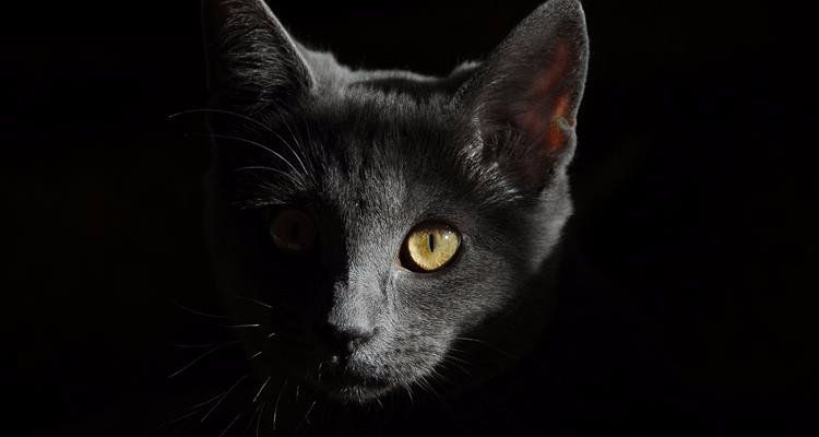 Is jouw kat dement?